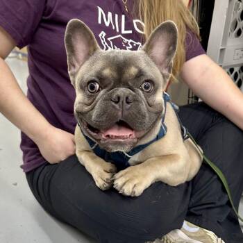 CAPONE -  French Bulldog Dog for Adoption in Richmond, California - CAPONE | PetCurious