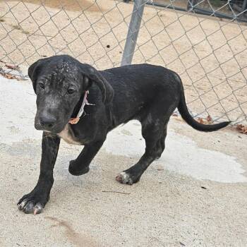 Waylon (Rainbow) -  Hound and Mixed Breed Dog for Adoption in Clarksville, Arkansas - Waylon (Rainbow) | PetCurious