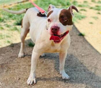 Valeria -  Mixed Breed Dog for Adoption in West Chester, Pennsylvania - Valeria | PetCurious