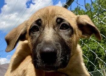 Cliff -  Shepherd Dog for Adoption in Glasgow, Kentucky - Cliff | PetCurious
