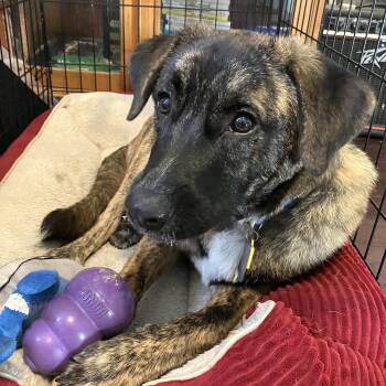 Tennessee Treeing Brindle Dogs Available for Adoption - Stromboli | PetCurious