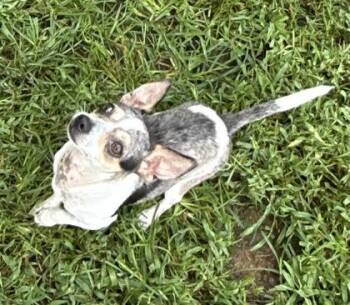 Maybelline -  Chihuahua and Mixed Breed Dog for Adoption in Wilkesboro, North Carolina - Maybelline | PetCurious