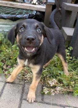 Alicent -  Yorkshire Terrier Dog for Adoption in Lacona, New York - Alicent | PetCurious