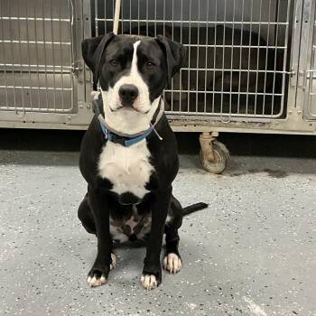 Mixed Breed Dogs Available for Adoption - Dr. Santos | PetCurious