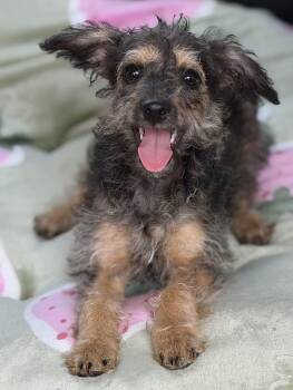 Lilly -  Poodle and Terrier Dog for Adoption in Yuba City, California - Lilly | PetCurious