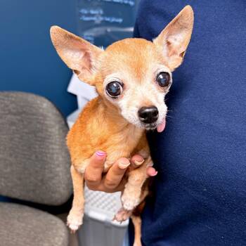 Pinkie -  Chihuahua Dog for Adoption in Newark, New Jersey - Pinkie | PetCurious