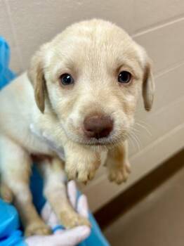 Sneezy -  Mixed Breed Dog for Adoption in Wichita, Kansas - Sneezy | PetCurious