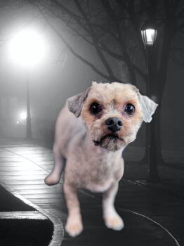 Rescue Yorkshire Terrier and Poodle Dogs for Adoption in Columbia, Tennessee - Lulu~ | PetCurious