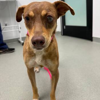 Hazelnut -  Terrier and Mixed Breed Dog for Adoption in Abilene, Texas - Hazelnut | PetCurious