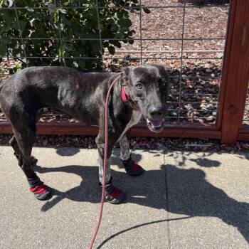 German Shorthaired Pointer Dogs Available for Adoption in Trabuco Canyon, California - ODETTE | PetCurious
