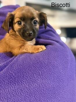 Chihuahua Dogs Available for Adoption in Modesto, California - Biscotti | PetCurious