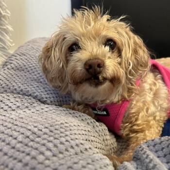 Miryam Villarreal 14308 -  Miniature Poodle Dog for Adoption in San Francisco, California - Miryam Villarreal 14308 | PetCurious