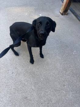 Rescue Labrador Retriever Dogs for Adoption in Louisville, Illinois - Denver | PetCurious