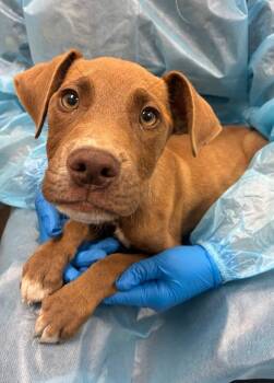 Terrier Dogs Available for Adoption in Hartsville, South Carolina - Mimosa | PetCurious