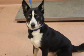 TWIX -  Mixed Breed Dog for Adoption in Columbia, South Carolina - TWIX | PetCurious