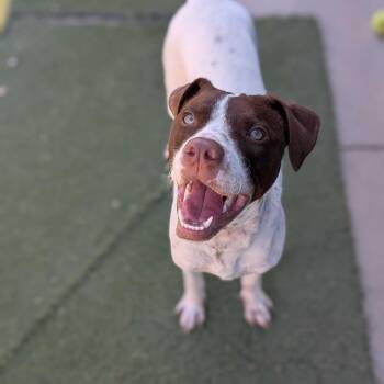 Sanchez -  Pointer and Cattle Dog Dog for Adoption in Grand Junction, Colorado - Sanchez | PetCurious