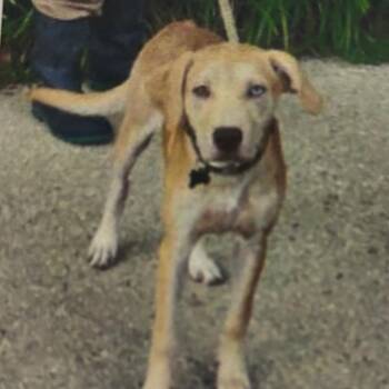 German -  Labrador Retriever and Mixed Breed Dog for Adoption - German | PetCurious