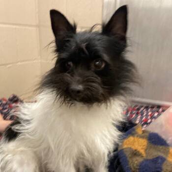 Wirehaired Terrier and Chihuahua Dogs Available for Adoption in Muncie, Indiana - Scruffy | PetCurious