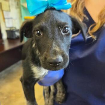 Onion -  Pointer and Mixed Breed Dog for Adoption in Enterprise, Alabama - Onion | PetCurious