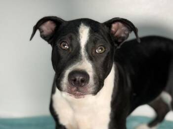 Pit Bull Terrier and Border Collie Dogs Available for Adoption in Portland, Oregon - Lobelia | PetCurious