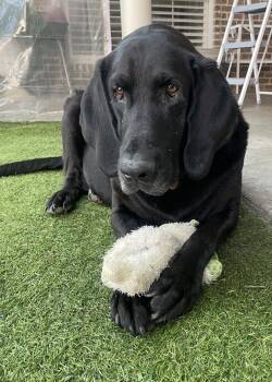 Labrador Retriever Dogs Available for Adoption in Fort Worth, Texas - Benni | PetCurious