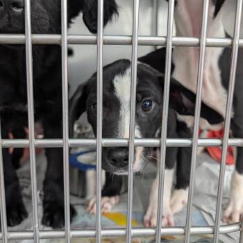 Mixed Breed Dogs Available for Adoption in Dekalb, Illinois - Coral | PetCurious