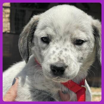Labrador Retriever and Mixed Breed Dogs Available for Adoption in Prescott, Arizona - Sashimi | PetCurious