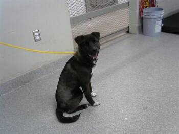 Labrador Retriever and Mixed Breed Dogs Available for Adoption - TIMOTHY | PetCurious