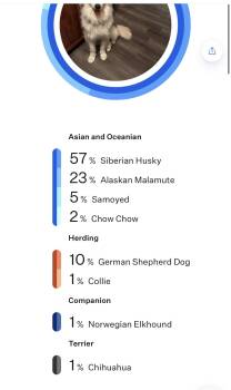 Fiona -  Siberian Husky and Alaskan Malamute Dog for Adoption in Anthem, Arizona - Fiona | PetCurious