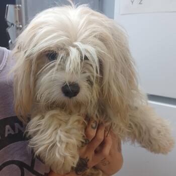 Maltese and Shih Tzu Dogs Available for Adoption in Hattiesburg, Mississippi - Pink Tumbler Cup | PetCurious