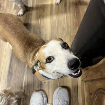 Miss Piggy -  Mixed Breed and Basset Hound Dog for Adoption in Rockville, Maryland - Miss Piggy | PetCurious