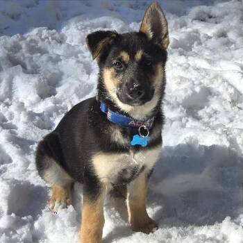 German Shepherd Dog and Husky Dogs Available for Adoption - Samoa | PetCurious