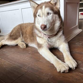 Meadow -  Husky Dog for Adoption in Springfield, Missouri - Meadow | PetCurious