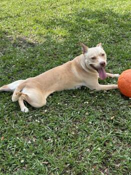 Pit Bull Terrier Dogs Available for Adoption in Mobile, Alabama - ~ Courtesy ~ Chicken Nugget | PetCurious