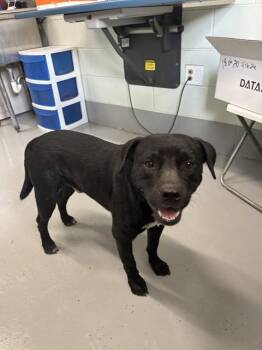 DICE -  Staffordshire Bull Terrier and Mixed Breed Dog for Adoption in Corpus Christi, Texas - DICE | PetCurious