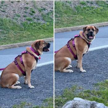 Emily -  Boerboel and Mastiff Dog for Adoption in Flintstone, Maryland - Emily | PetCurious