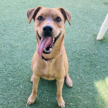 Indie -  Labrador Retriever Dog for Adoption in Ojai, California - Indie | PetCurious