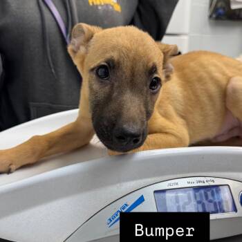 German Shepherd Dog and Mixed Breed Dogs Available for Adoption in Parkersburg, West Virginia - Bumper | PetCurious
