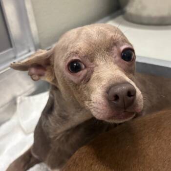 Flap Jack -  Chihuahua Dog for Adoption in Oak Brook, Illinois - Flap Jack | PetCurious