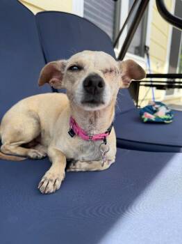 Chihuahua and Mixed Breed Dogs Available for Adoption in Fort Collins, Colorado - Queen Esther | PetCurious