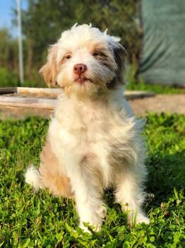 Kendall -  Aussiedoodle Dog for Adoption in Hornell, New York - Kendall | PetCurious