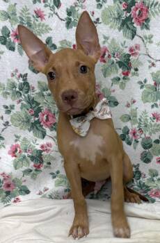 261261  Bartok -  Pit Bull Terrier Dog for Adoption in Wetumpka, Alabama - 261261  Bartok | PetCurious