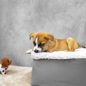 Laguna -  Black Mouth Cur and Mixed Breed Dog Available for Adoption in Livingston, Texas - Laguna | PetCurious
