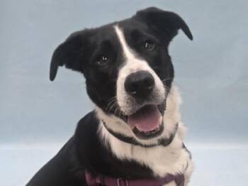 Weigler -  German Shepherd Dog and Pit Bull Terrier Dog for Adoption in Minneapolis, Minnesota - Weigler | PetCurious