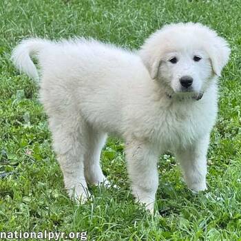 Iduna in OH - Incredibly Attentive -  Great Pyrenees Dog for Adoption in Beacon, New York - Iduna In OH - Incredibly Attentive | PetCurious