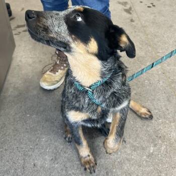Fat Lorie -  Mixed Breed Dog for Adoption in Las Cruces, New Mexico - Fat Lorie | PetCurious