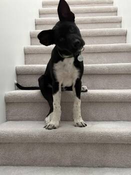 Cassian a/k/a Onyx -  Siberian Husky and Pit Bull Terrier Dog for Adoption - Cassian A/k/a Onyx | PetCurious