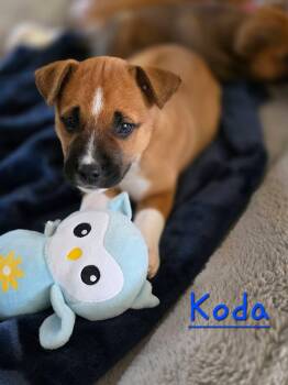 Black Mouth Cur Dogs Available for Adoption in Berlin, New Jersey - Koda | PetCurious