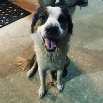 Border Collie Dogs Available for Adoption in Wiggins, Mississippi - Judy | PetCurious