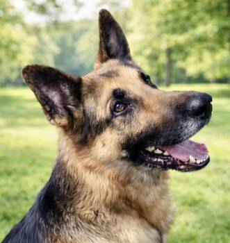 German Shepherd Dog Dogs Available for Adoption in Westfield, New York - Buddy | PetCurious